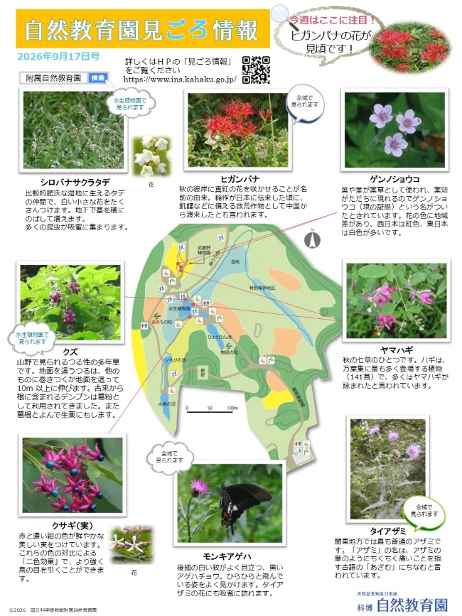 最新の見ごろ情報