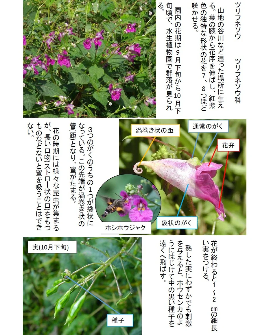 マルバウツギの花
