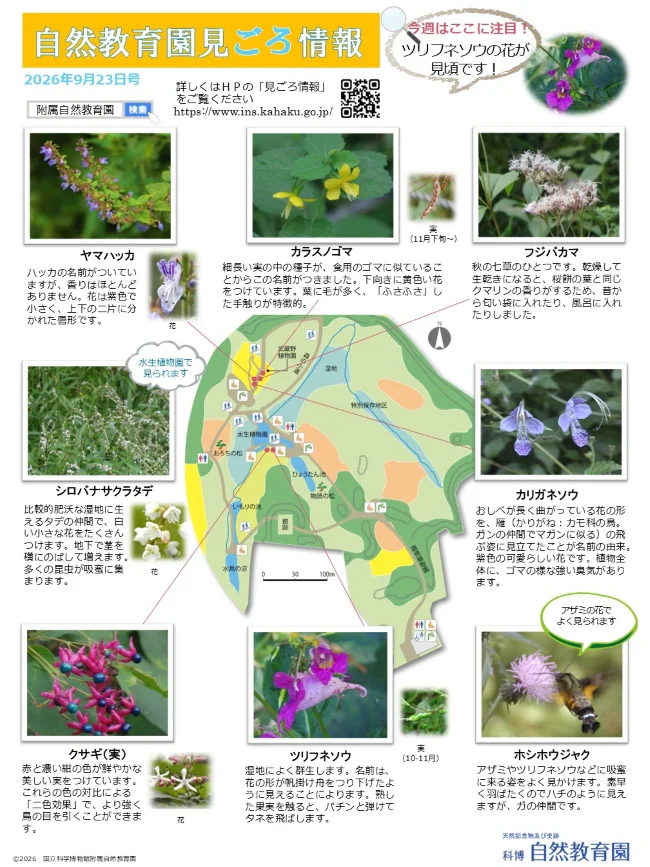 最新の見ごろ情報