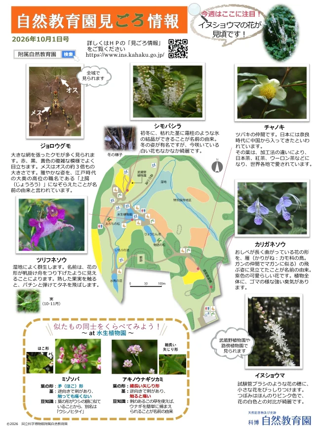 最新の見ごろ情報
