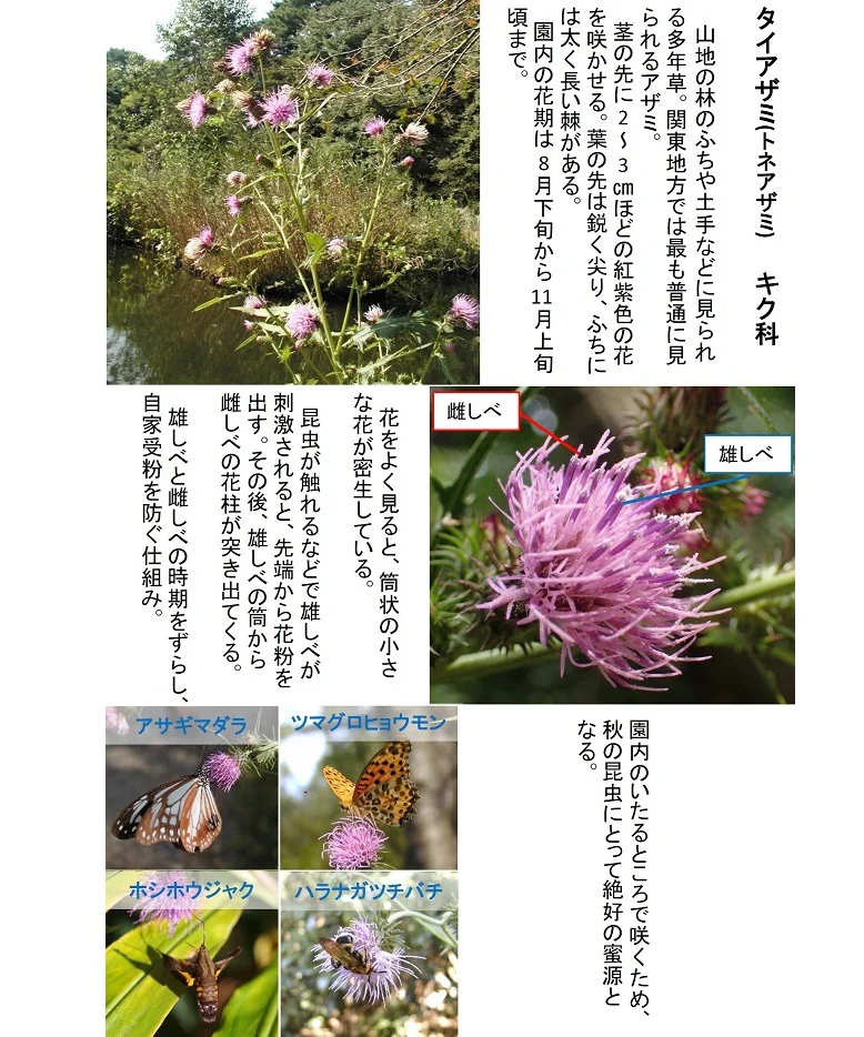 マルバウツギの花