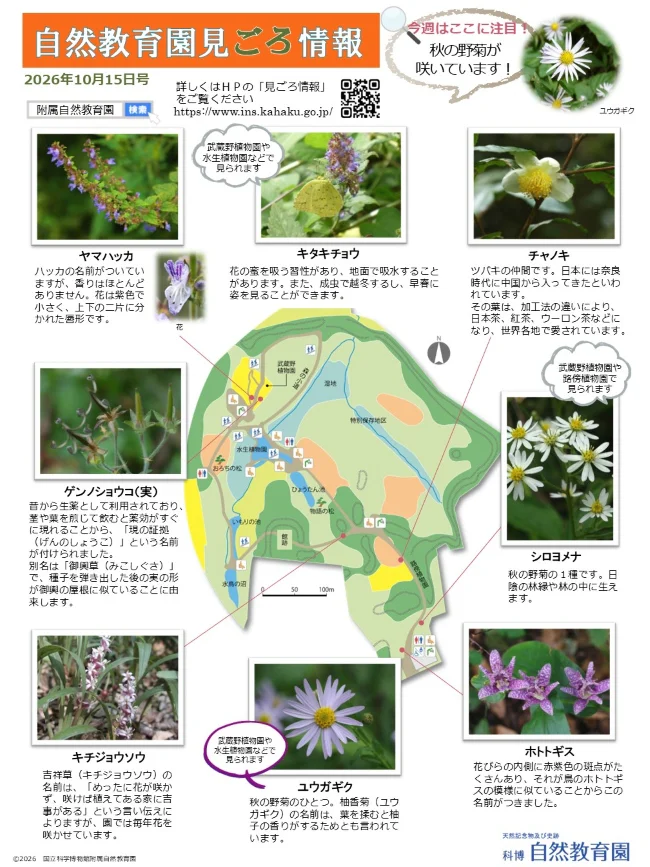 最新の見ごろ情報