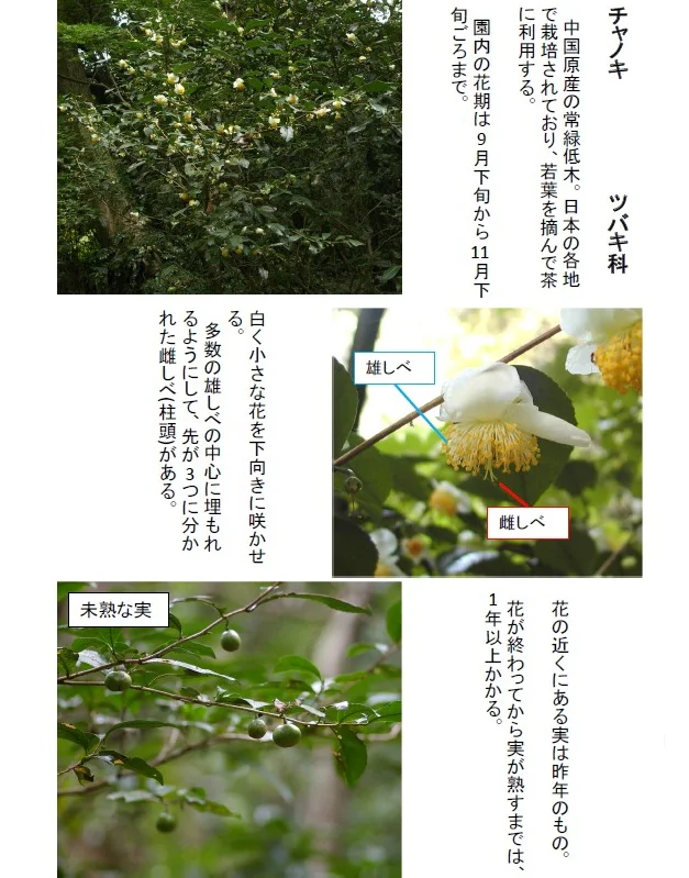 マルバウツギの花