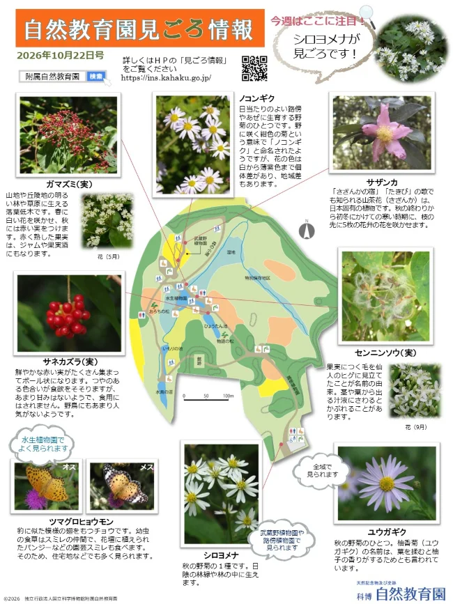 最新の見ごろ情報