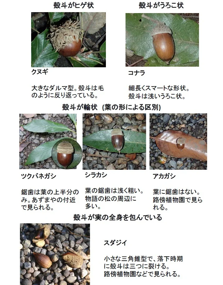 2026 1029秋の実