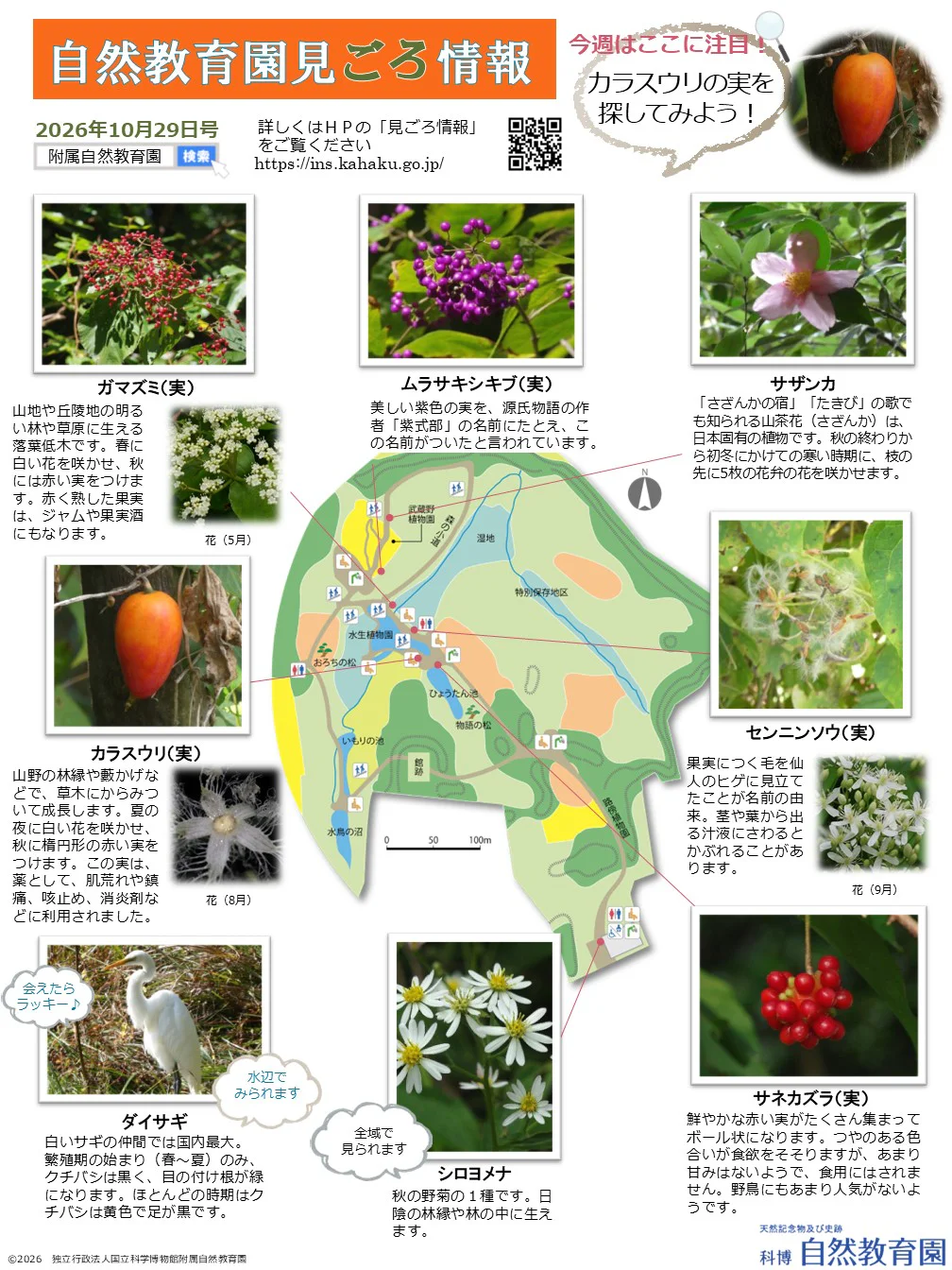 最新の見ごろ情報