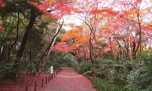 モミジの新緑・紅葉