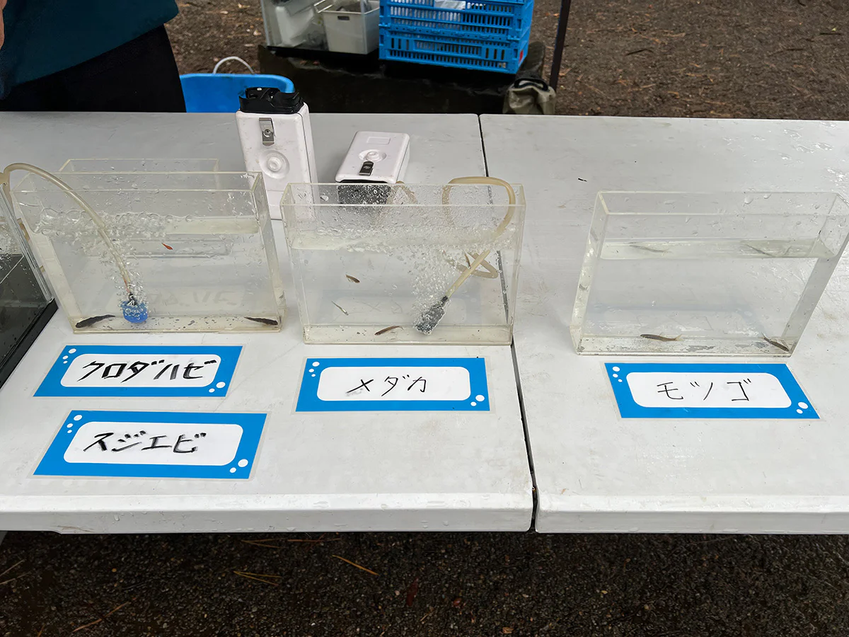 都内では希少なクロダハゼ、メダカも確認