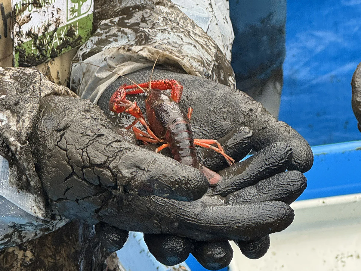 池の課題であるアメリカザリガニ