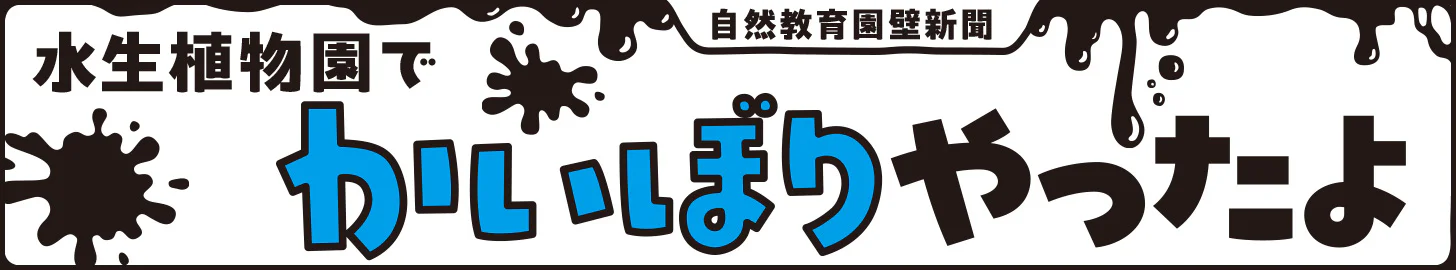 kaibori-newspaper