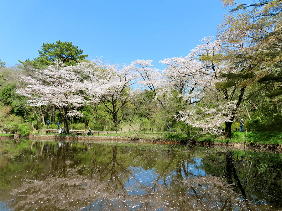 池沼PJ_池に水がもどった水生植物園