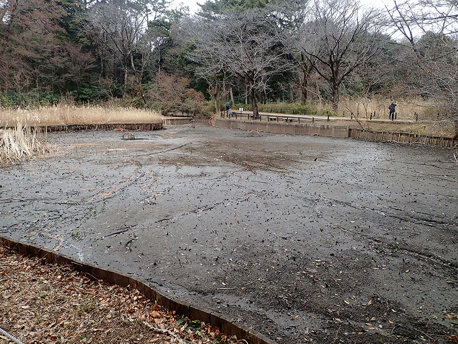 池沼PJ_天日干し水生植物園