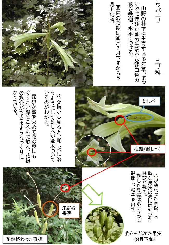 ウバユリの花