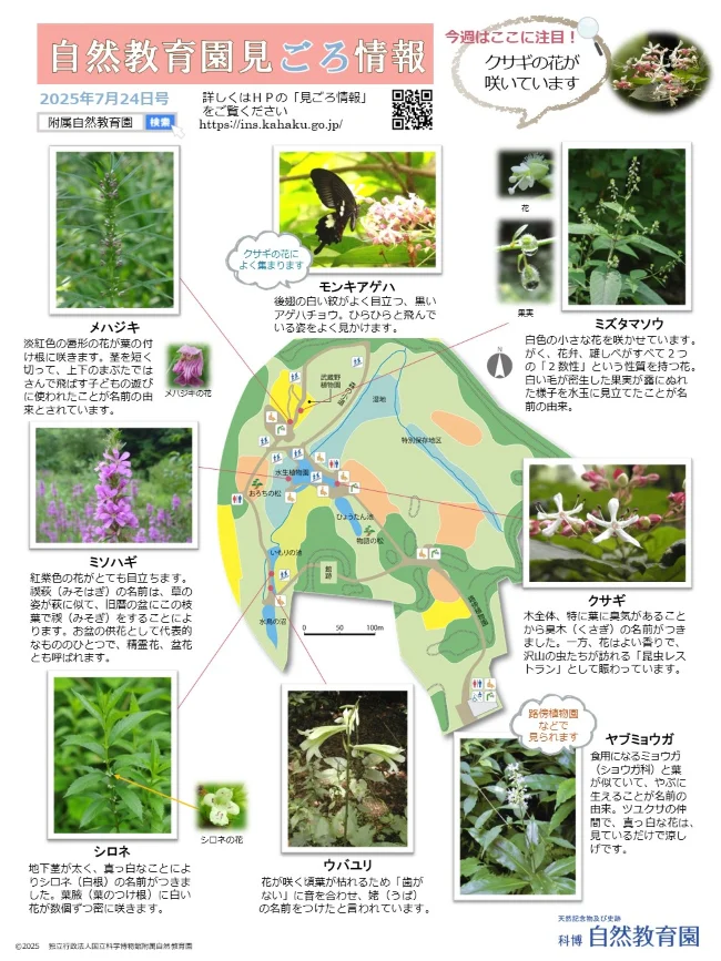 ウバユリの花-園内の見ごろ情報