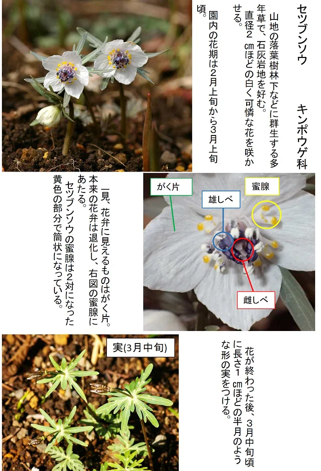 園内の見ごろ情報／セツブンソウの花の紹介 | 附属自然教育園