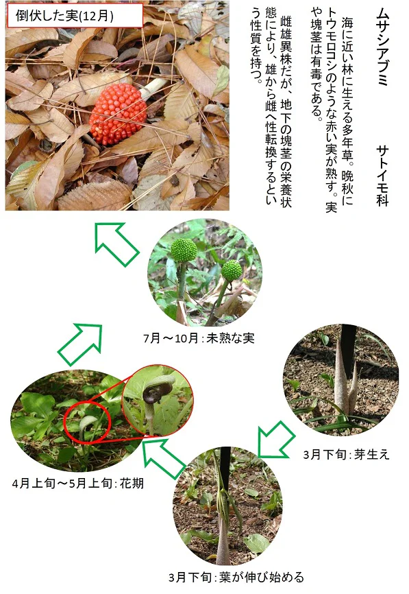 園内の見ごろ情報／ムサシアブミの実の紹介 | 附属自然教育園