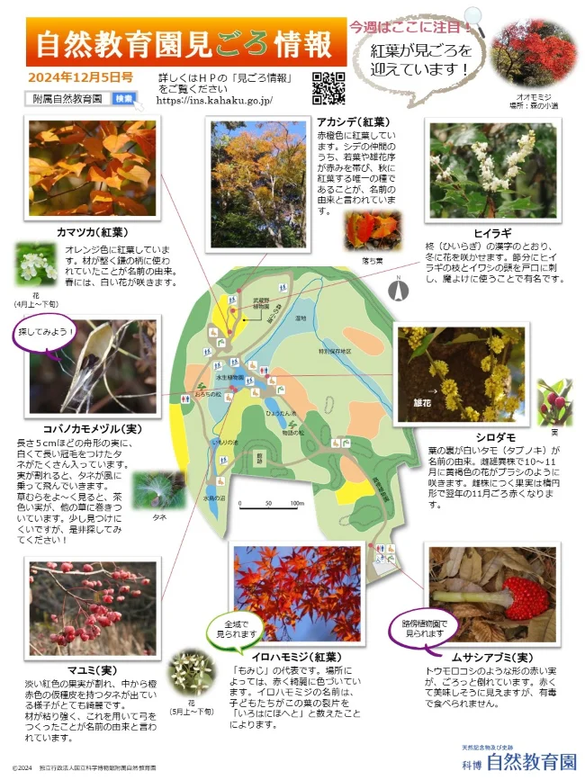 園内の見ごろ情報／ムサシアブミの実の紹介 | 附属自然教育園