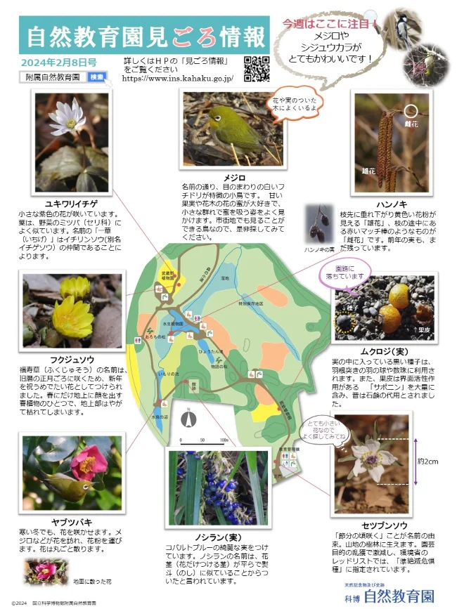 園内の見ごろ情報／セツブンソウの花の紹介 | 附属自然教育園