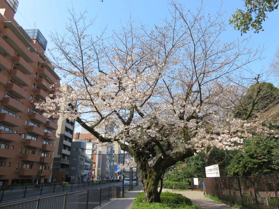 園内の見ごろ情報／桜の開花情報 | 附属自然教育園 Institute for