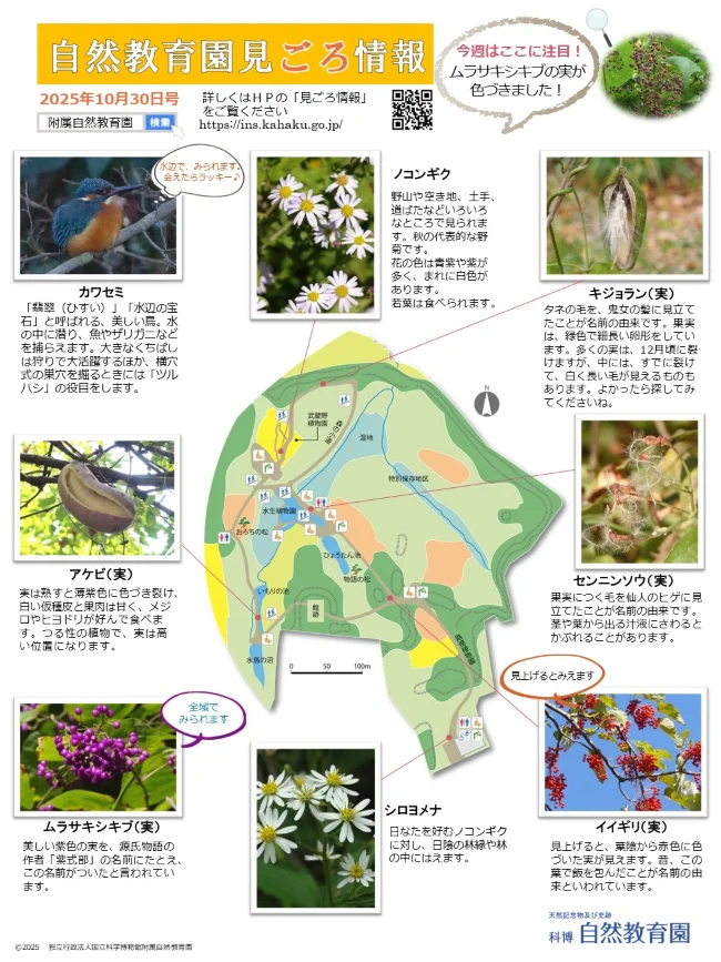 園内の見ごろ情報／秋の実についての紹介 | 附属自然教育園 Institute