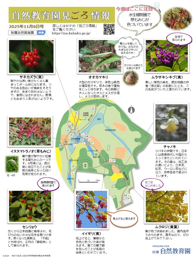 251106見ごろ情報