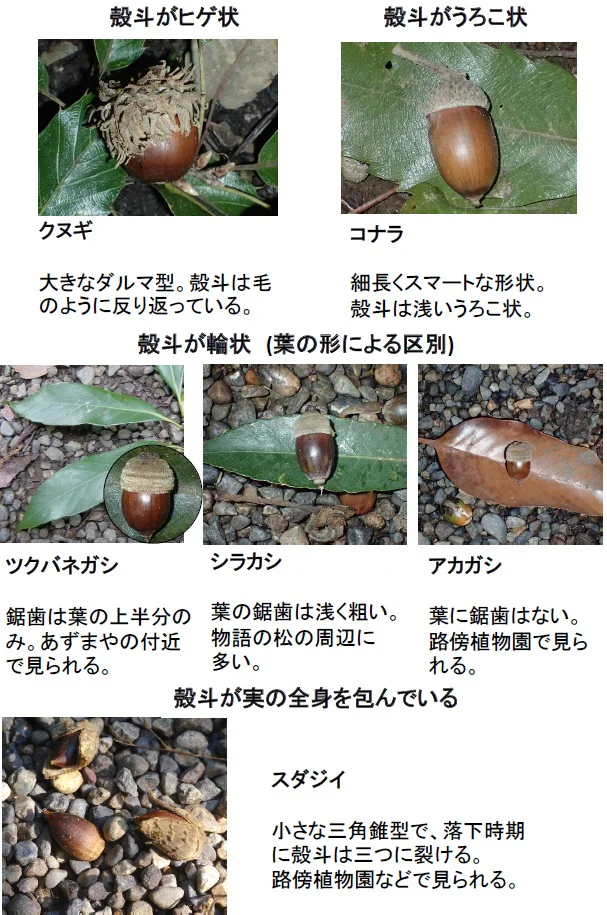 251106ドングリの見分け方