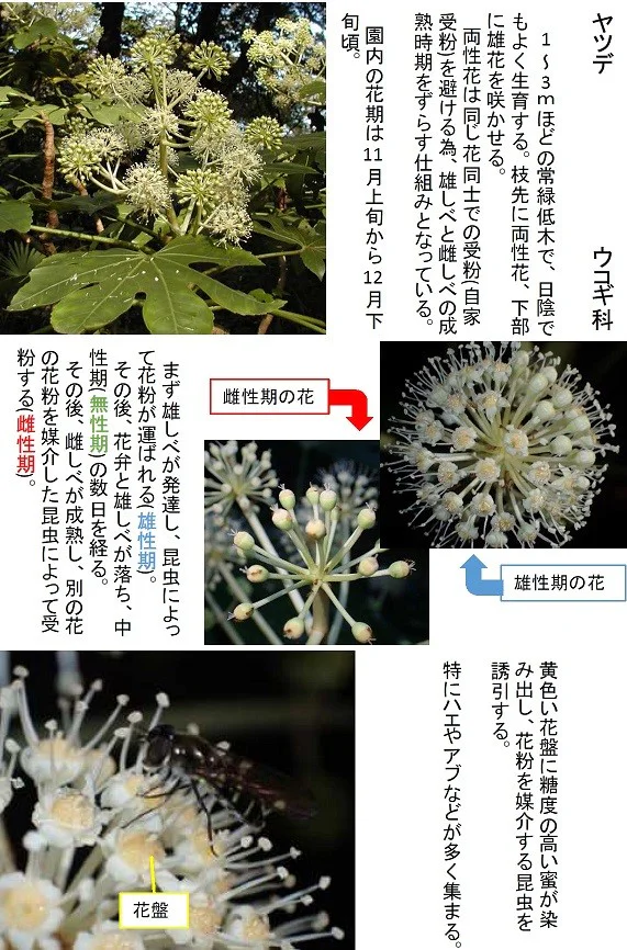 251127ヤツデの花