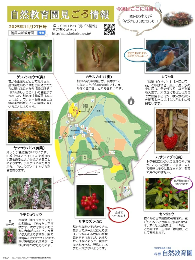 251127見ごろ情報11月27日