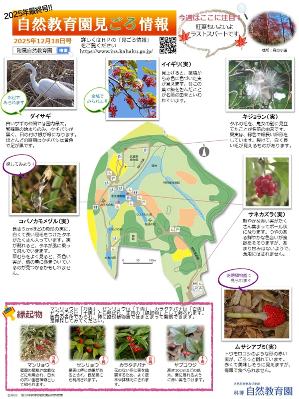 天然記念物おまとめ 園内の見ごろ情報／植物の開花リスト他／縁起物植物の実 | 附属自然