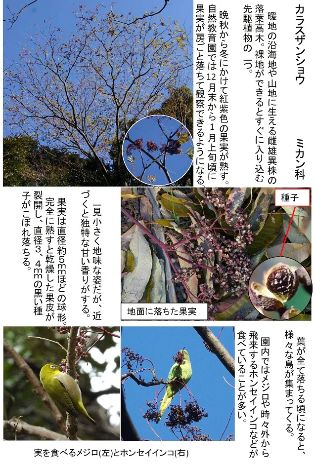 カラスザンショウの実