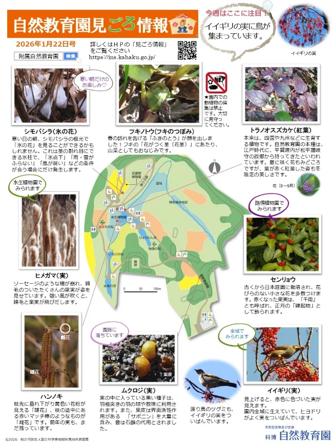 見ごろ情報