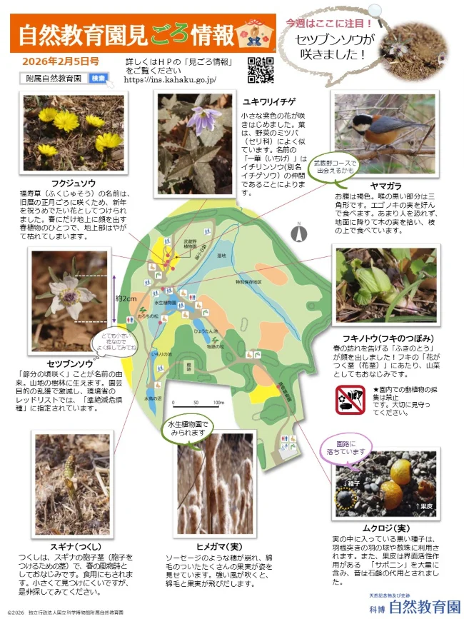園内の見ごろ情報／セツブンソウの花 | 附属自然教育園 Institute for