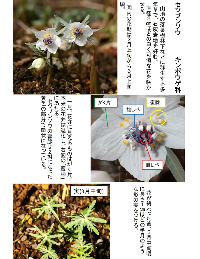 園内の見ごろ情報／セツブンソウの花 | 附属自然教育園 Institute for