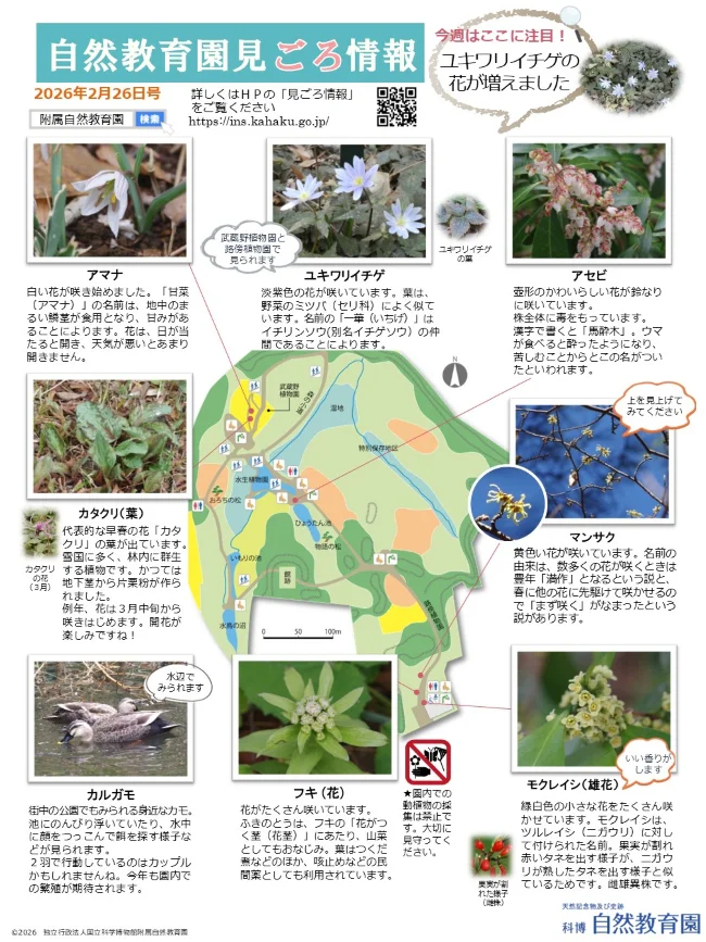 園内の見ごろ情報／植物の開花リスト他／フキの花 | 附属自然教育園