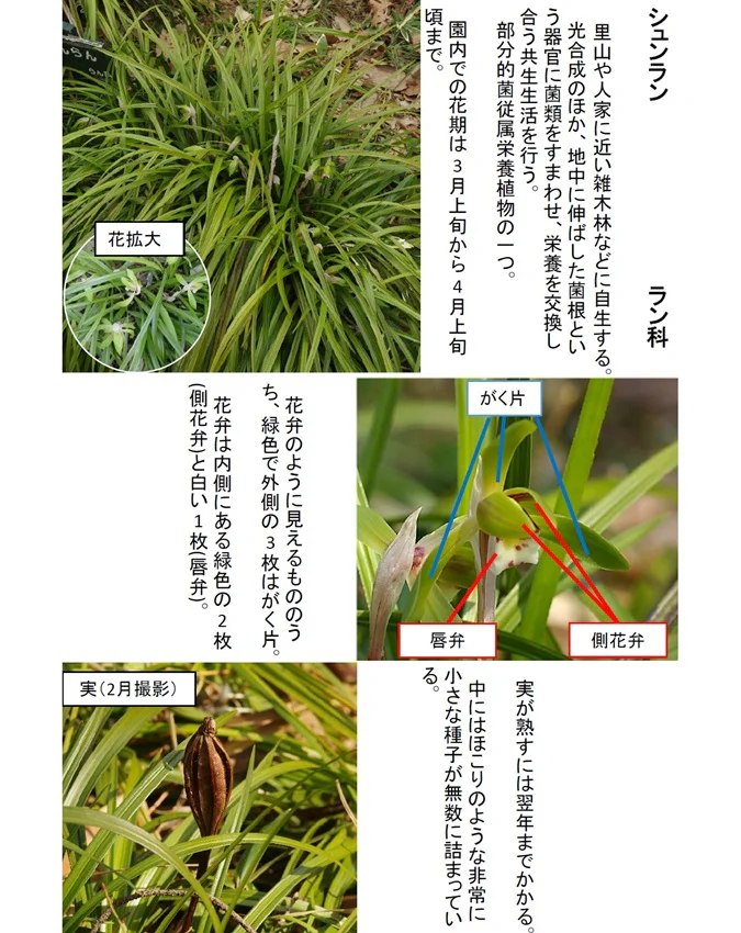 ユキワリイチゲ