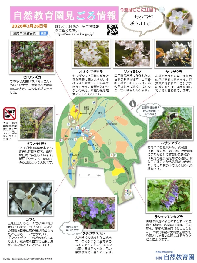 園内の見ごろ情報／植物の開花リスト他／ムサシアブミとウラシマソウの