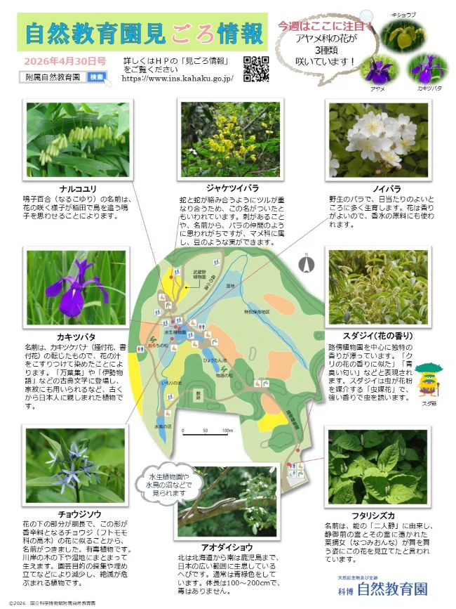 見ごろ情報