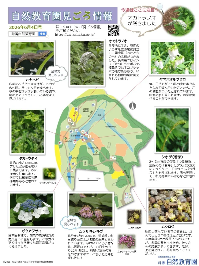 園内の見ごろ情報／植物の開花リスト他／ヤブレガサの花 | 附属自然
