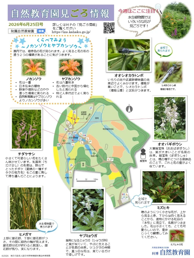 見ごろ情報