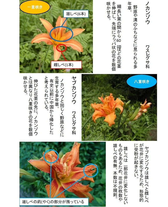 ユキワリイチゲ