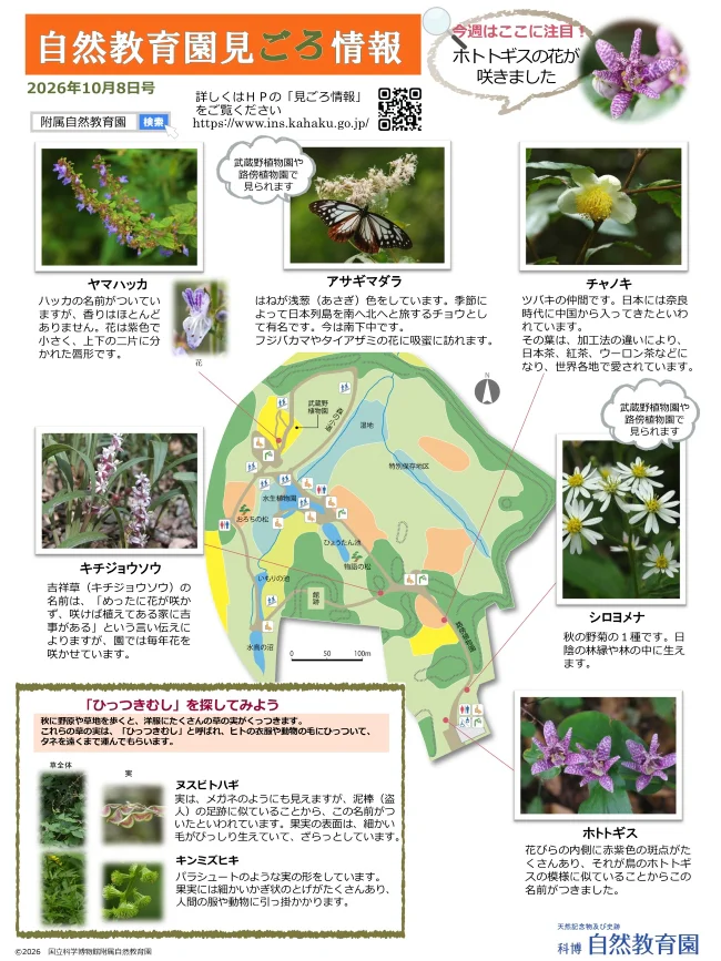 園内の見ごろ情報／植物の開花リスト他／タイアザミの花 | 附属自然