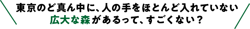 東京のど真ん中に、人の手をほとんど入れていない広大な森があるって、すごくない？