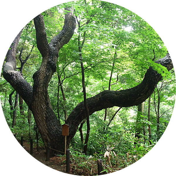 自然教育園内にある“物語の松”