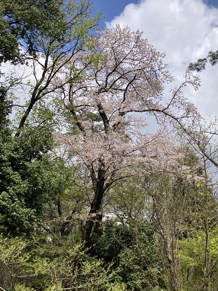 ソメイヨシノ(武蔵野植物園)