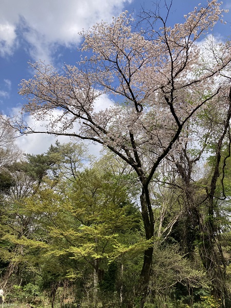 ソメイヨシノ(武蔵野植物園)