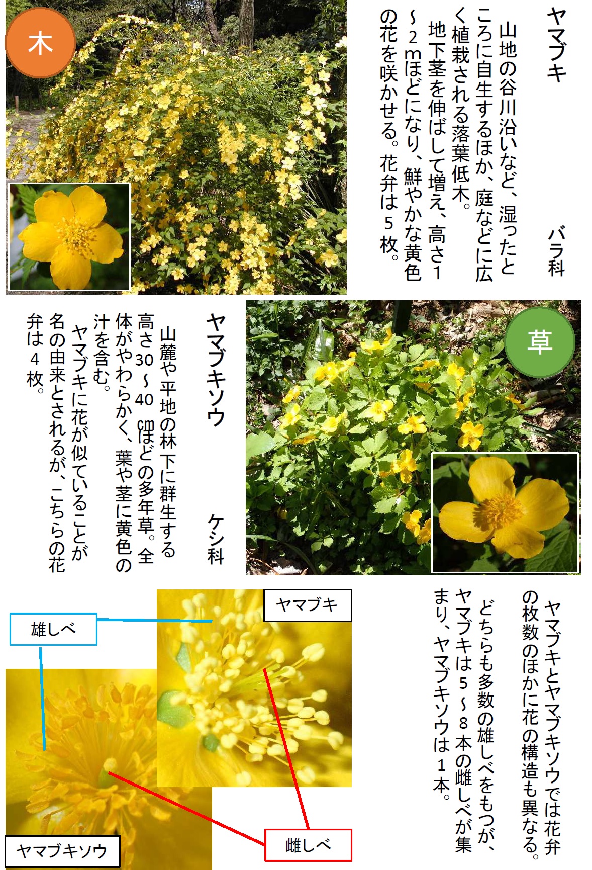 ヤマブキとヤマブキソウの花の比較