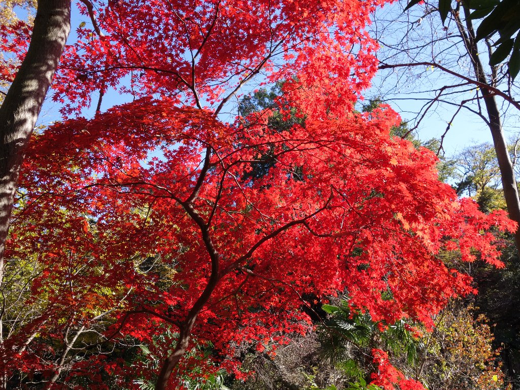 見ごろ情報 附属自然教育園 Institute For Nature Study