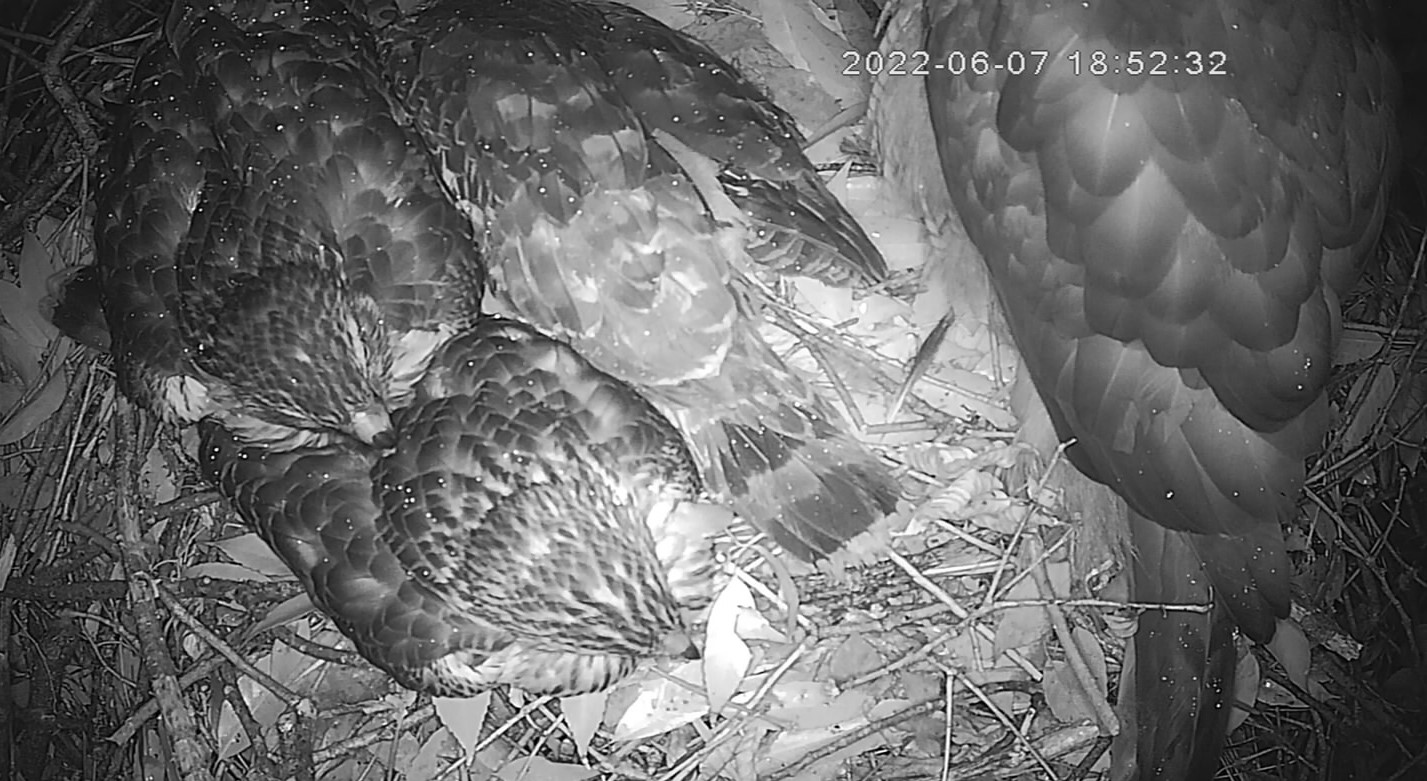夜を過ごす3羽の幼鳥と母鳥(右端)