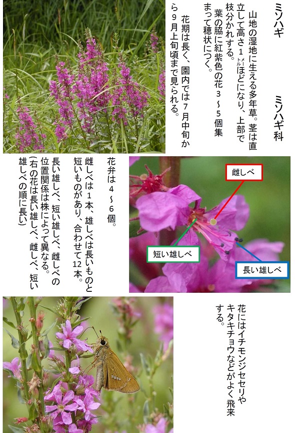 ミソハギの花